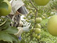 リンゴの栽培歴
