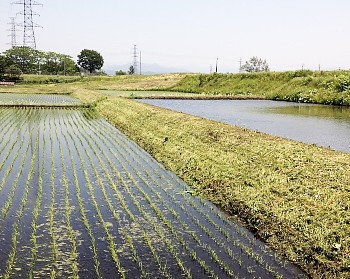 (準)棚田 DSC 0169