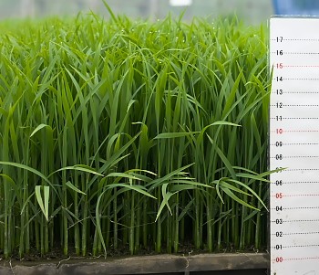 田植えを待つ苗 P1030649